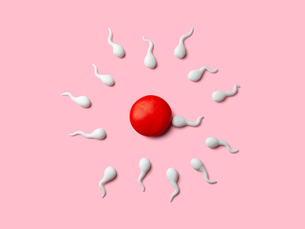 En combien de temps le spermatozoïde atteint-il l’ovule ?