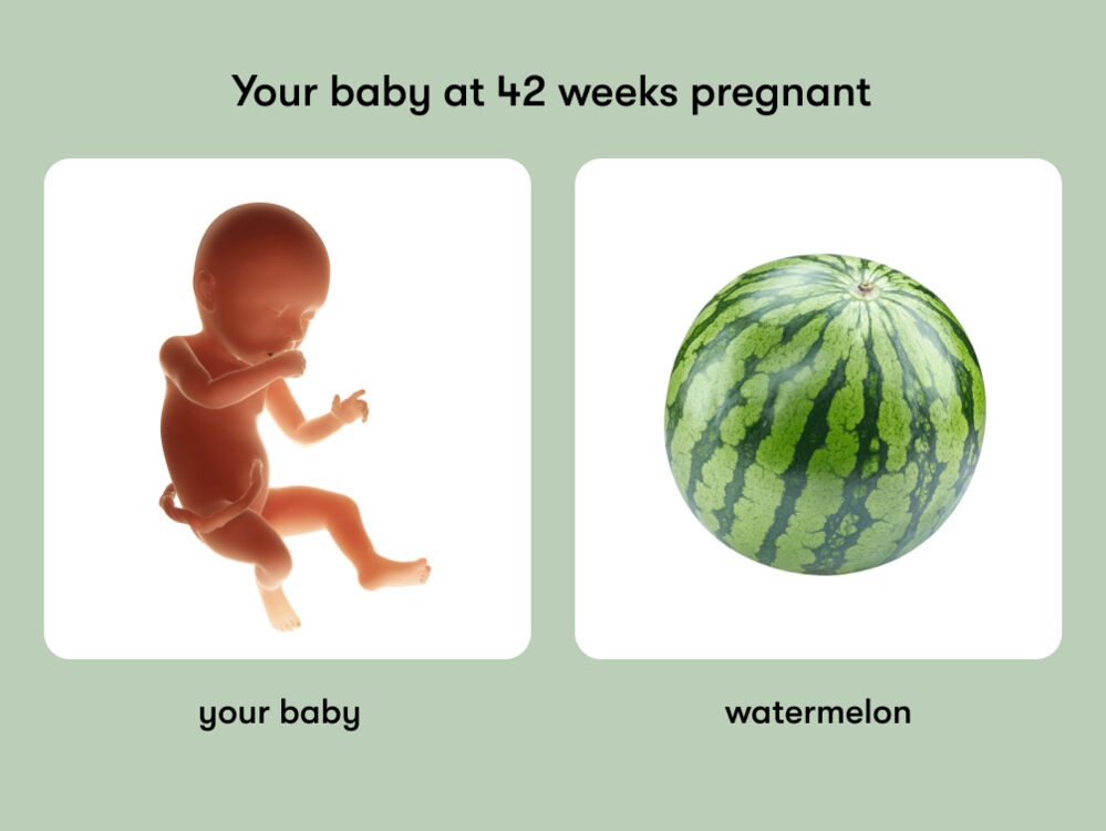 At week 42 of pregnancy, the baby is around 52 cm long, equivalent to the size of a watermelon