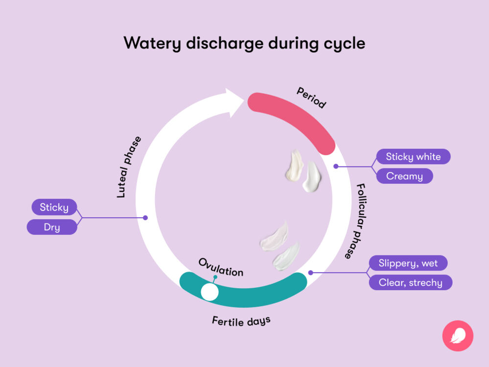 Vaginal discharge changes throughout your menstrual cycle. It begins as sticky and creamy immediately after menstruation, becomes slippery, wet, and stretchy before ovulation, and transitions to dry and sticky during the luteal phase.