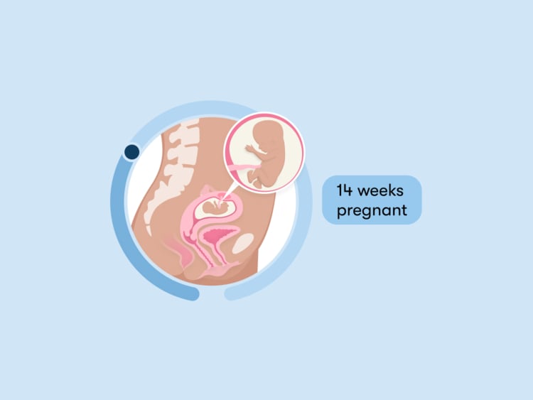 14 weeks pregnant: Your guide to this week of your second trimester
