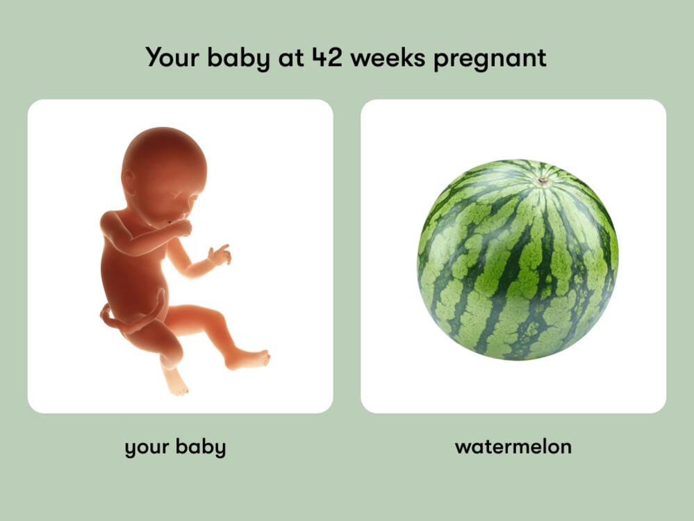 At 42 weeks pregnant, your baby is the size of a watermelon At week 42 of pregnancy, the baby is around 52 cm long, equivalent to the size of a watermelon