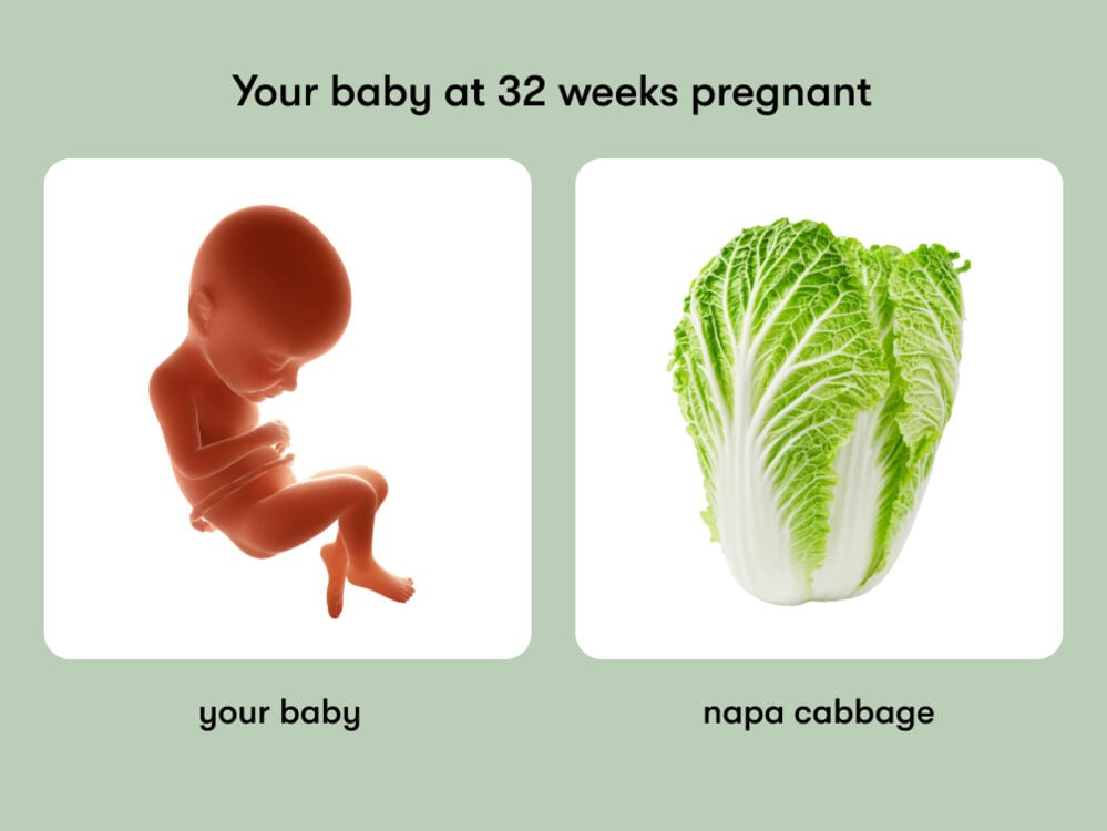 The size of a baby is equivalent to the size of a napa cabbage at 32 weeks pregnant. At week 32 of pregnancy, the baby is around 43 cm long, equivalent to the size of a napa cabbage