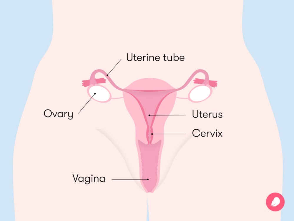 vagina diagram An illustration of the female reproductive system