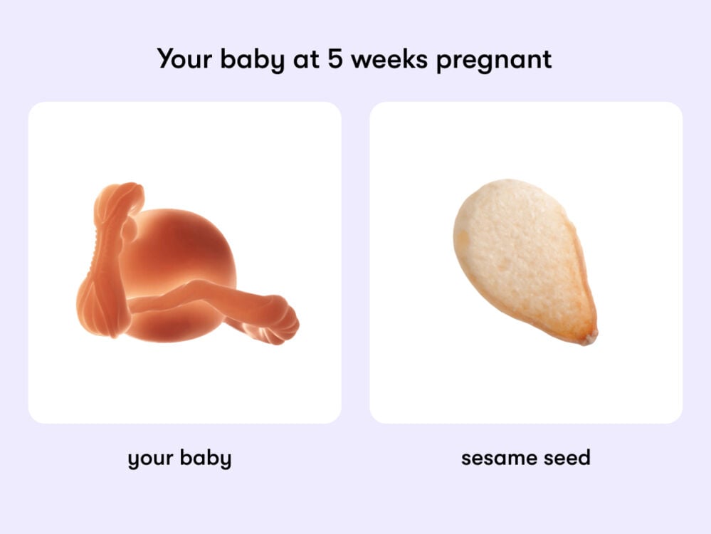 At 5 weeks pregnant, your baby is the size of a sesame seed At week 5 of pregnancy, the baby is around 2 mm long, equivalent to the size of a sesame seed