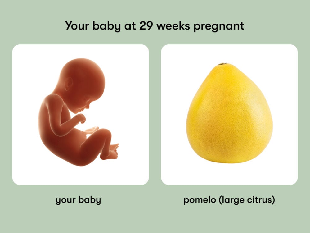 At 29 weeks pregnant, your baby is the size of a pomelo At week 29 of pregnancy, the baby is around 39.3 cm long, equivalent to the size of a pomelo