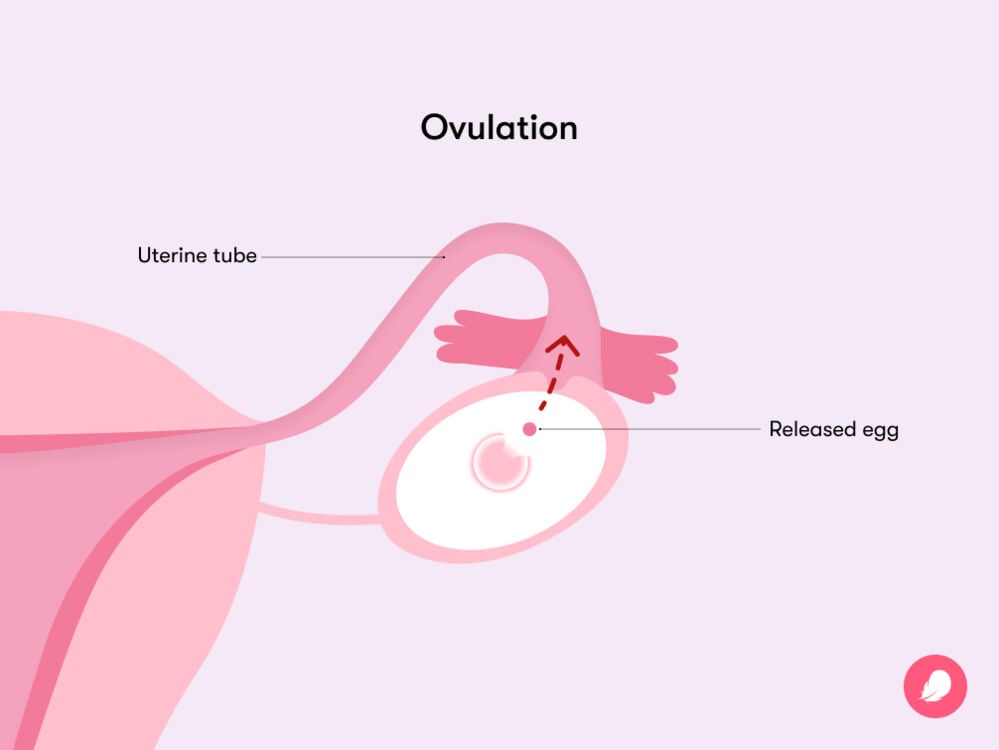 Ovulation infographic: Ovulation is when your ovaries release an egg into your uterine tubes, ready for fertilization by a sperm Ovulation is when your ovaries release an egg into your uterine tube, ready for fertilization by a sperm
