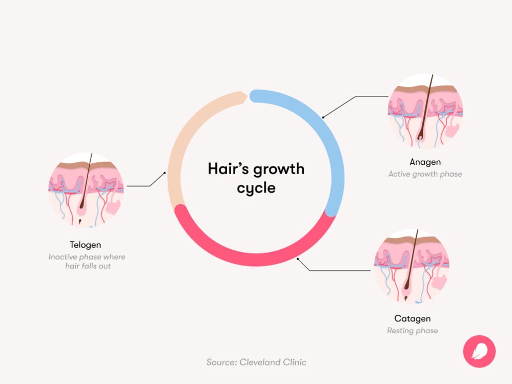 A diagram showing the growth cycle of hair A diagram showing the hair’s growth cycle. The first stage is Anagen, or the active growth phase. The second stage is Catagen, the resting phase. The final stage is Telogen, the inactive phase where hair falls out.