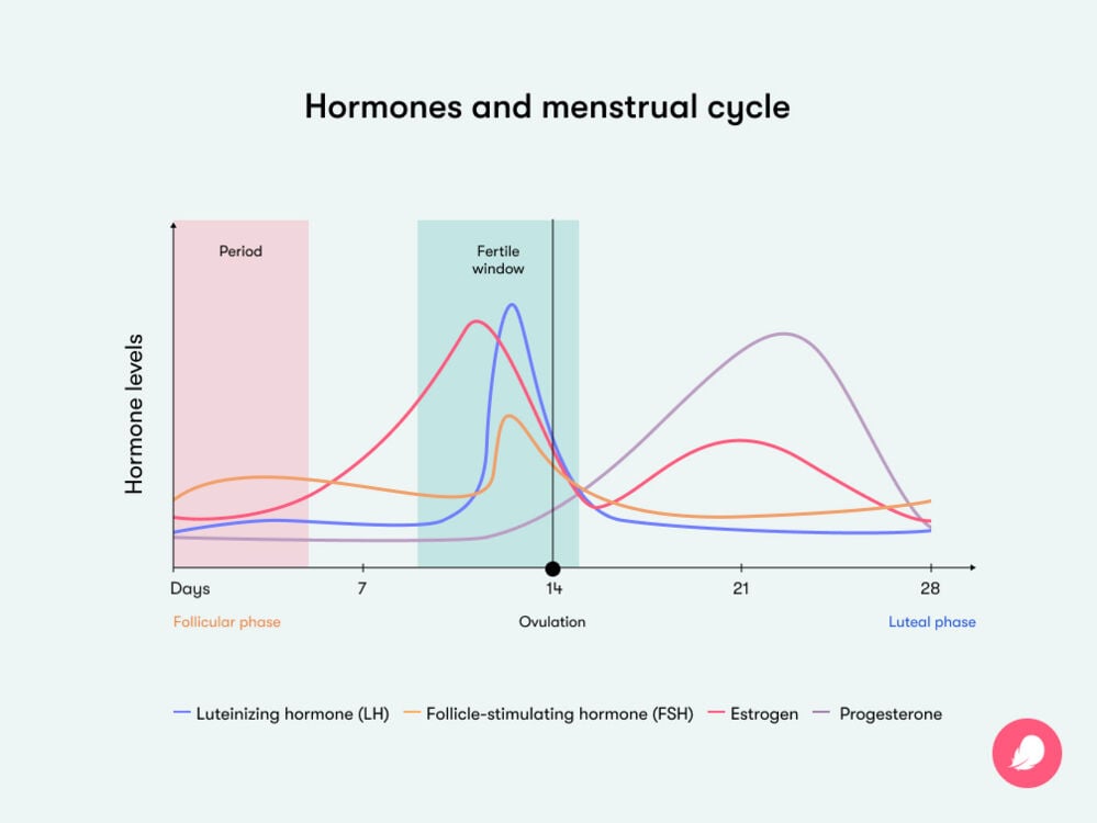 Single image Graph showing some of the hormonal changes during your cycle