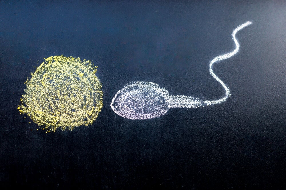 Fertilization of the female egg Fertilization of the female egg