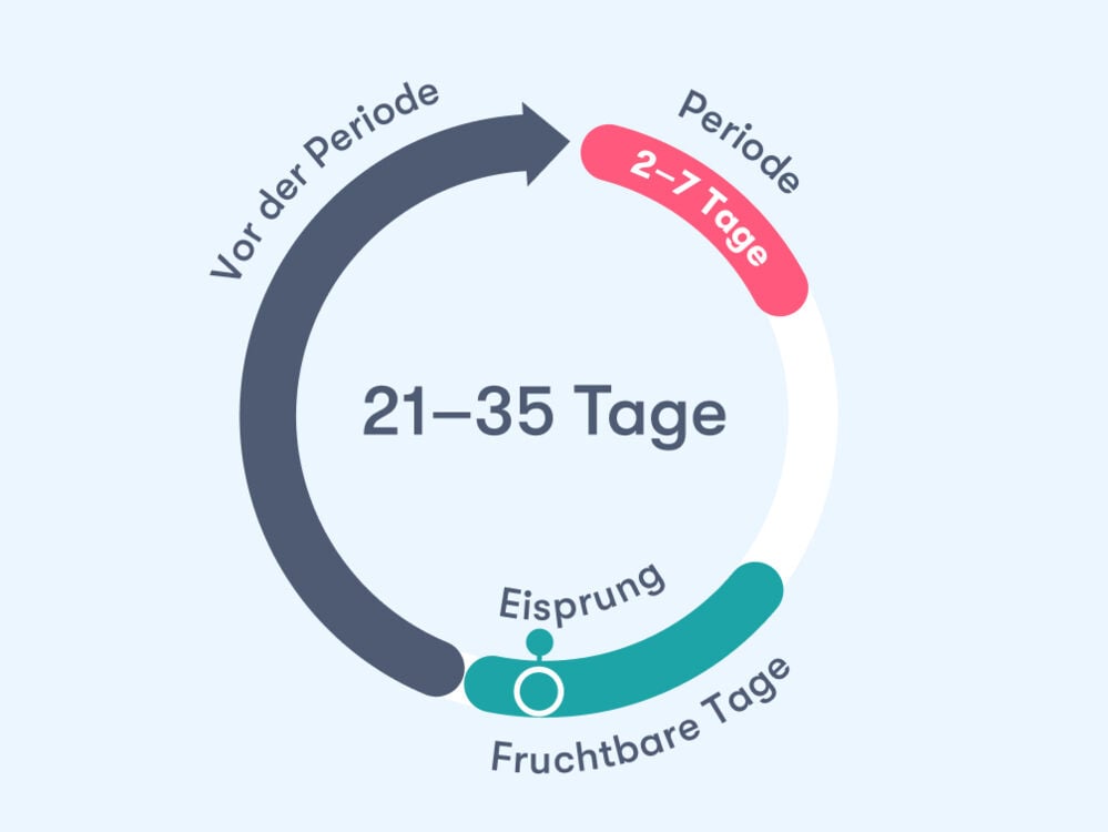 Menstruationszyklus Rechner