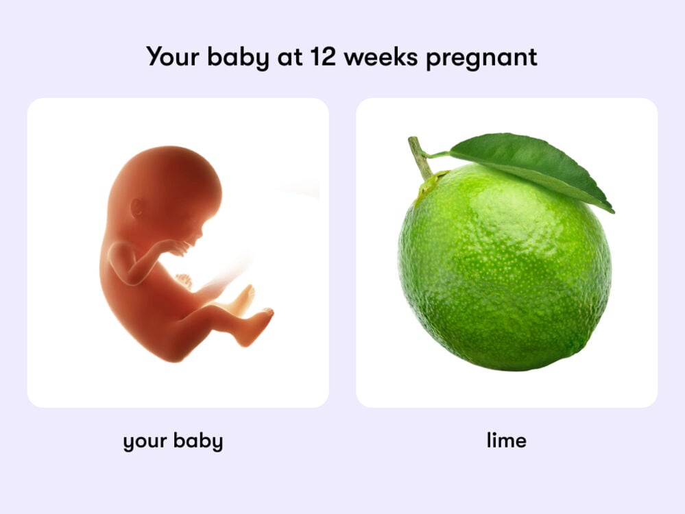 At 12 weeks, your baby is like a lime. At week 12 of pregnancy, the baby is around 5.4cm long, equivalent to the size of a lime