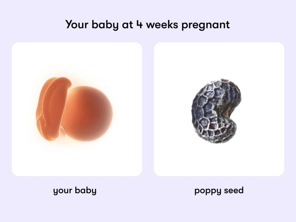 At 4 weeks, your baby is like a poppy seed At week 4 of pregnancy, the baby is around 2 mm long, equivalent to the size of a poppy seed