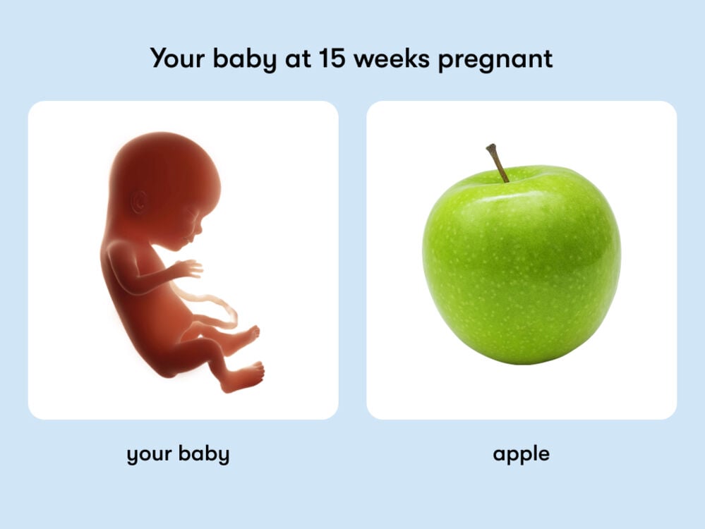 At 15 weeks pregnant, your baby is the size of an apple At week 15 of pregnancy, the baby is around 16.7cm long, equivalent to the size of an apple