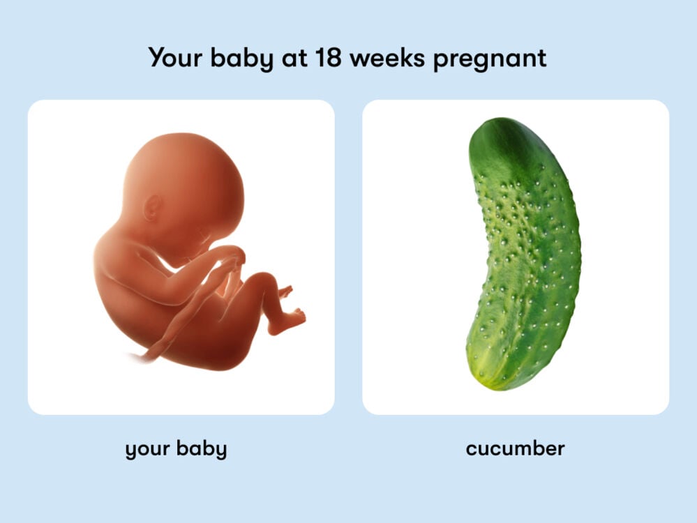At 18 weeks, your baby is like a cucumber At week 18 of pregnancy, the baby is around 22cm long, equivalent to the size of a cucumber