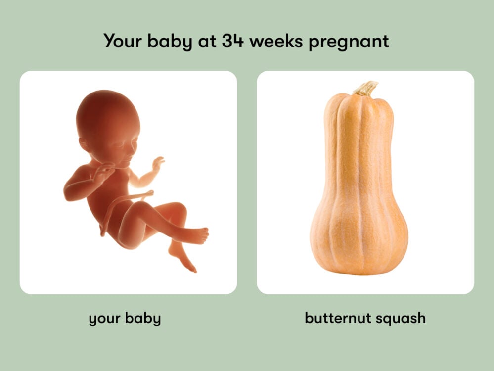 At 34 weeks pregnant, your baby is the size of a butternut squash At week 34 of pregnancy, the baby is around 45.2 cm long, equivalent to the size of a butternut squash