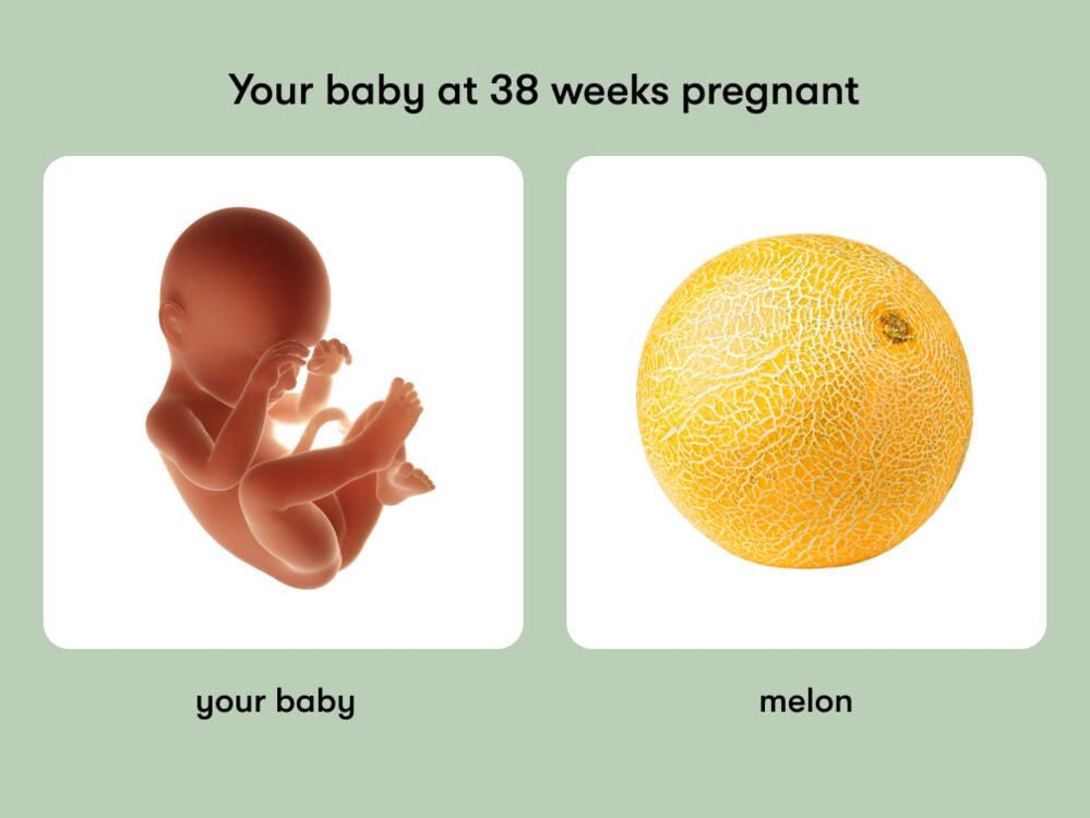 At 38 weeks pregnant, your baby is the size of Swiss chard At week 38 of pregnancy, the baby is around 49 cm long, equivalent to the size of a melon