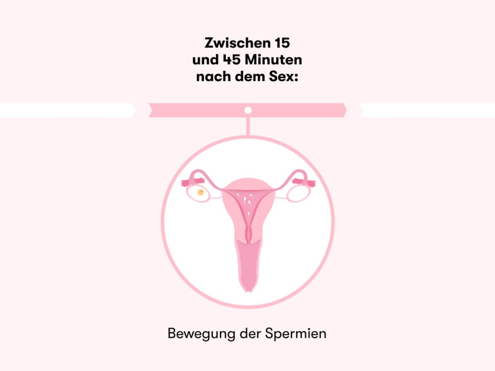 Zeitleiste, die zeigt, wie lange es dauert, nach dem Sex schwanger zu werden Zeitleiste, die zeigt, wie lange es dauert, nach dem Sex schwanger zu werden