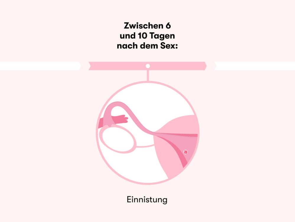 Zeitleiste, die zeigt, wie lange es dauert, nach dem Sex schwanger zu werden Zeitleiste, die zeigt, wie lange es dauert, nach dem Sex schwanger zu werden