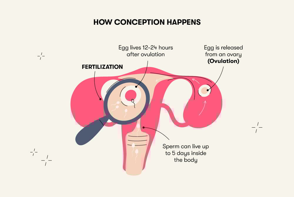 How conception happens An infographic illustrating the process of conception.