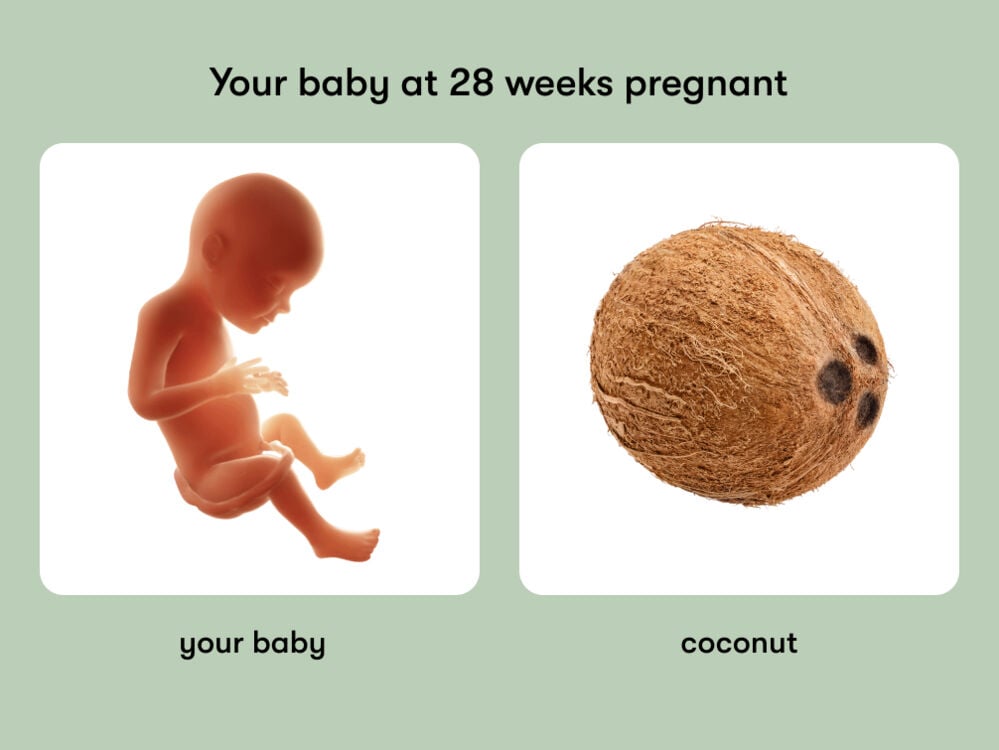 At 28 weeks pregnant, your baby is the size of a coconut At week 28 of pregnancy, the baby is around 37.9 cm long, equivalent to the size of a coconut