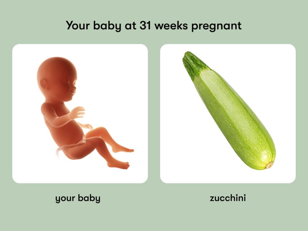 At 31 weeks, your baby is like a zucchini At week 31 of pregnancy, the baby is around 41.8 cm long, equivalent to the size of a zucchini