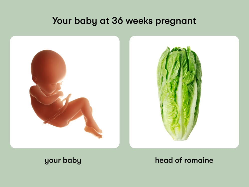 The size of a baby is equivalent to the size of a romaine lettuce at 36 weeks pregnant. At week 36 of pregnancy, the baby is around 47.3 cm long, equivalent to the size of a head of romaine