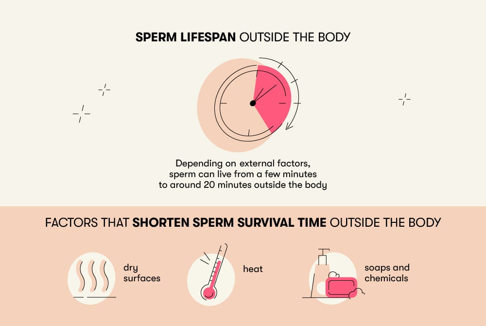 Sperm lifespan outside the body Sperm can survive outside the body for up to 20 minutes, but only under specific conditions such as low temperatures, moist surfaces, and the absence of chemical products.