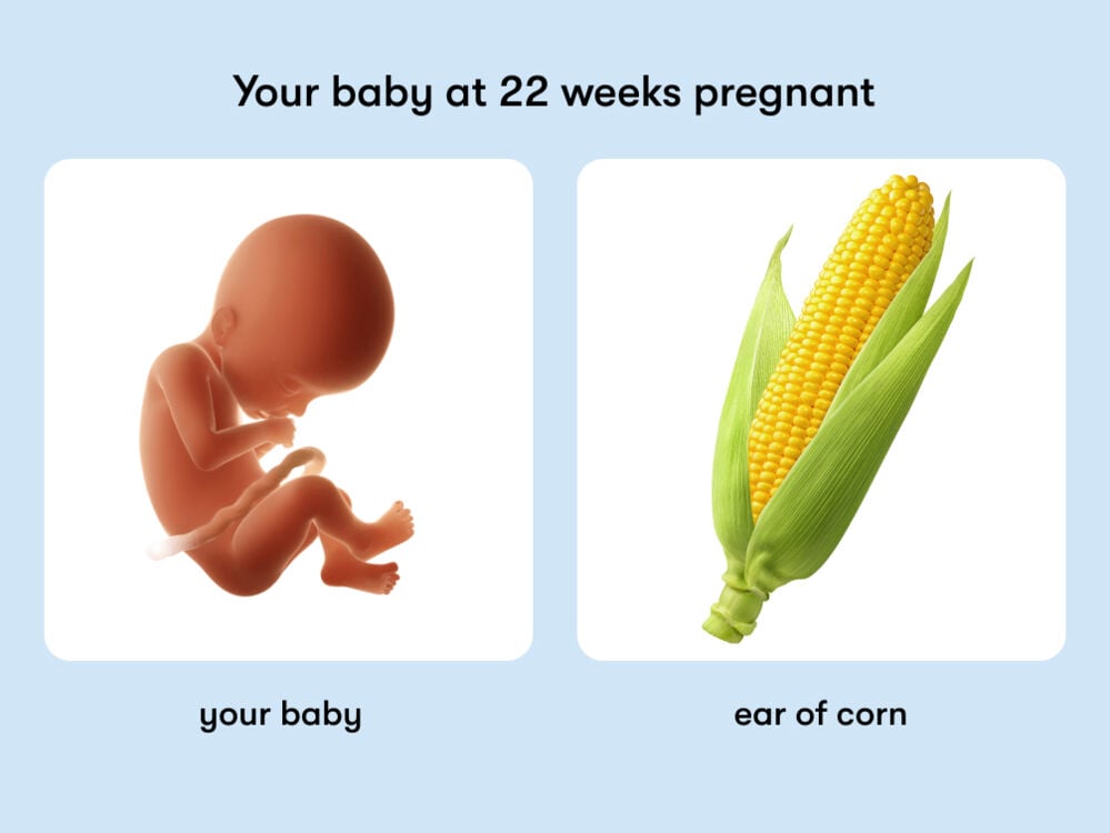 At 22 weeks, your baby is like an ear of corn At week 22 of pregnancy, the baby is around 29 cm long, equivalent to the size of an ear of corn