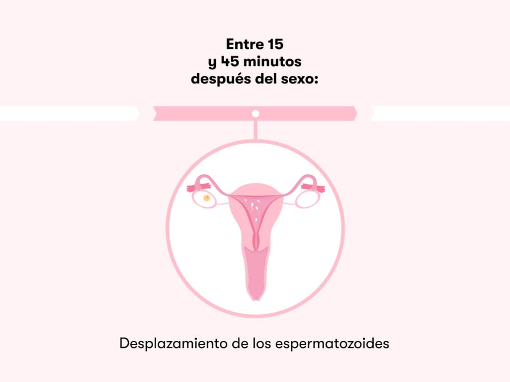 Cuánto se tarda en lograr un embarazo tras tener relaciones Cuánto se tarda en lograr un embarazo tras tener relaciones