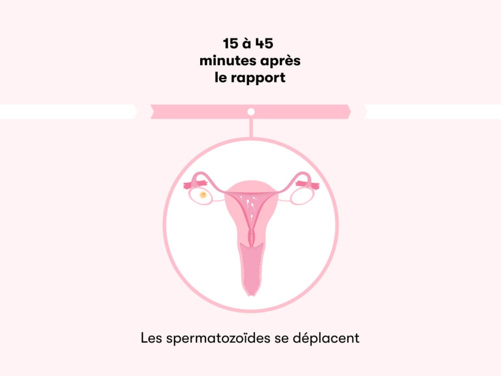 Temps nécessaire pour tomber enceinte après un rapport Temps nécessaire pour tomber enceinte après un rapport