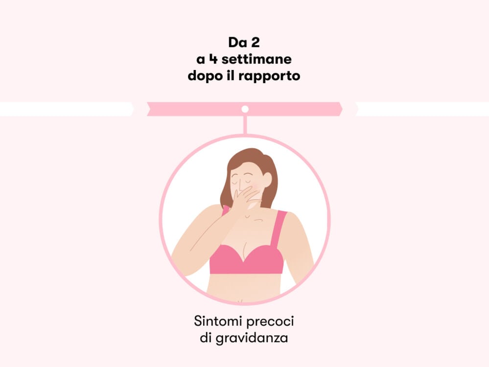 Cronologia delle fasi Cronologia delle fasi