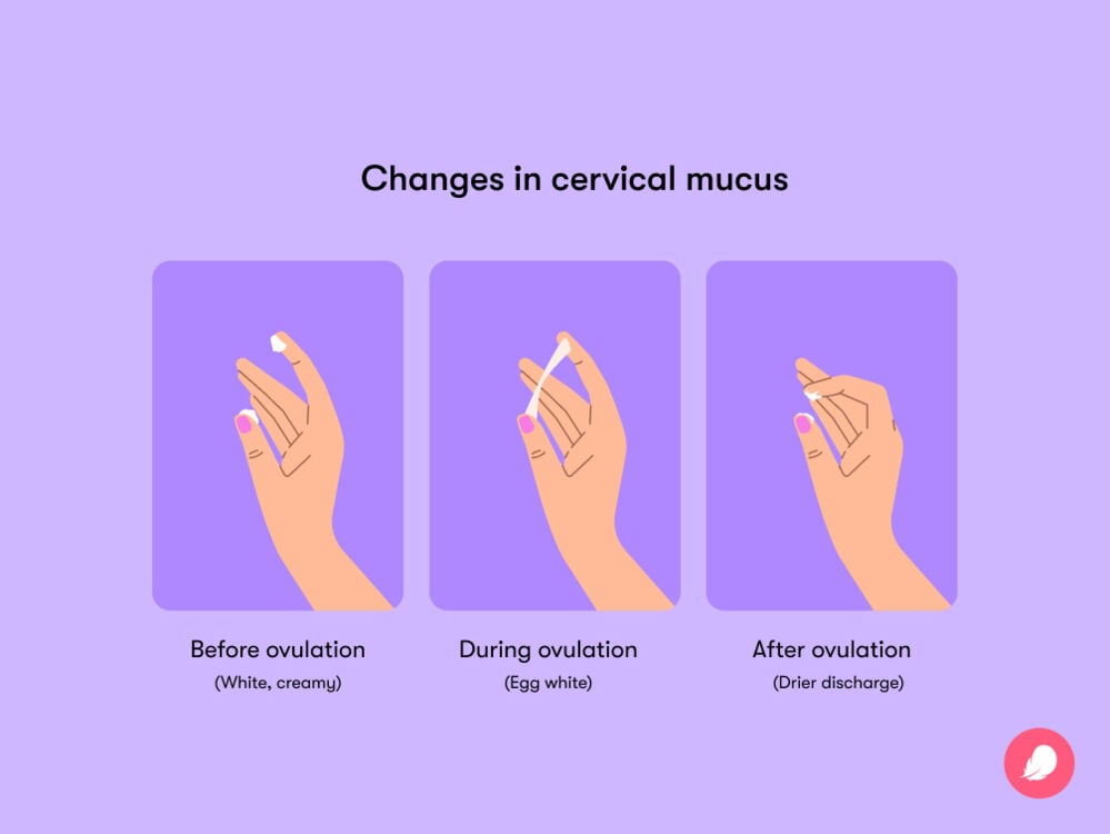 ovulation symptoms Some of the most common symptoms of ovulation include bloating, libido changes, changes in body temperature and cervical mucus, spotting and breast soreness