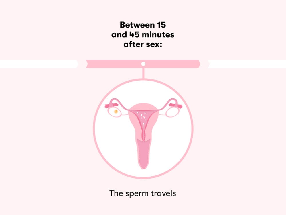 How long does it take to get pregnant after sex After having unprotected sex, sperm takes between 15 to 45 minutes to travel through the vagina, cervix and then into the uterine tube