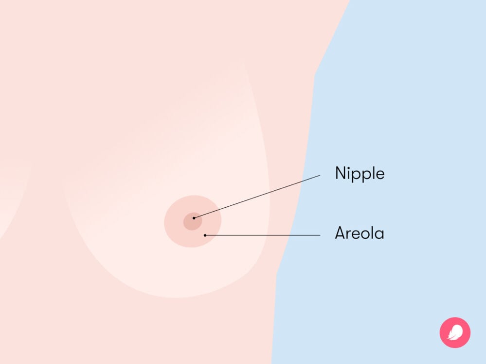 female breasts anatomy diagram The areolae is the darker skin around your nipple, while the nipple sits at the center of each areola with approximately nine milk ducts, covered in nerve endings sensitive to touch and temperature changes.