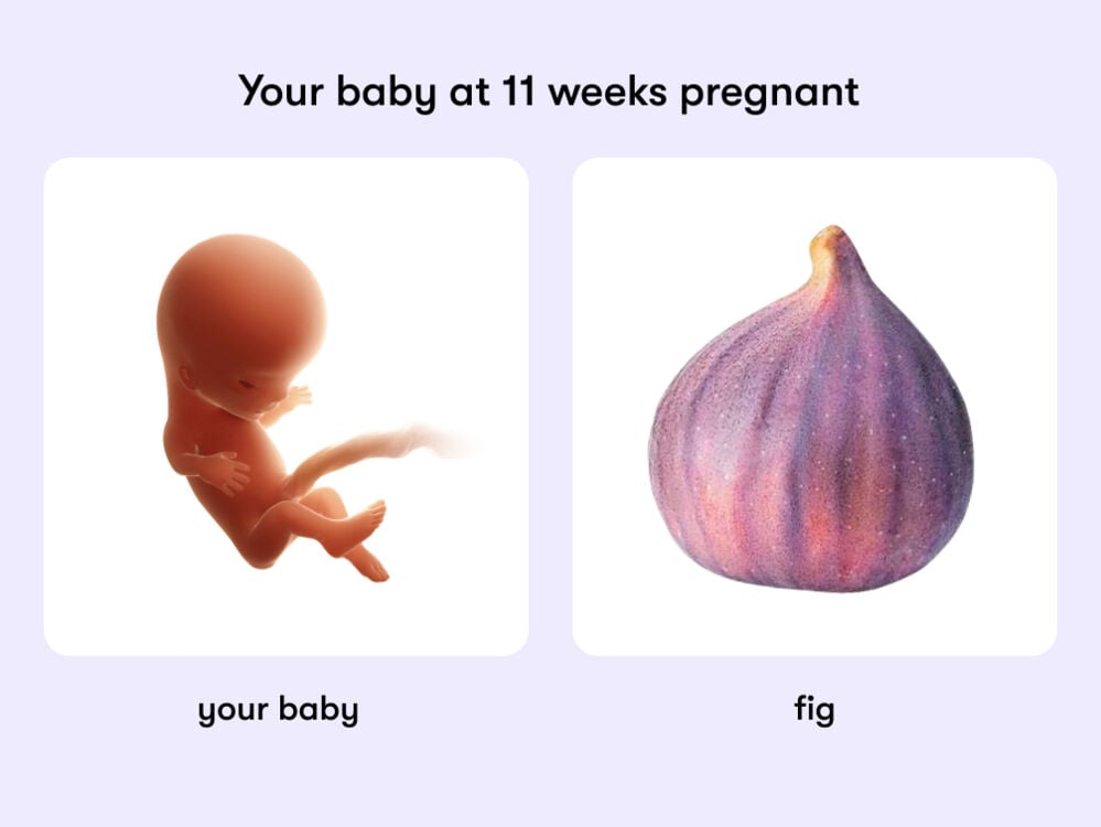 At 11 weeks, your baby is like a fig At week 11 of pregnancy, the baby is approximately 4.1 centimeters long, which is similar in size to a fig.