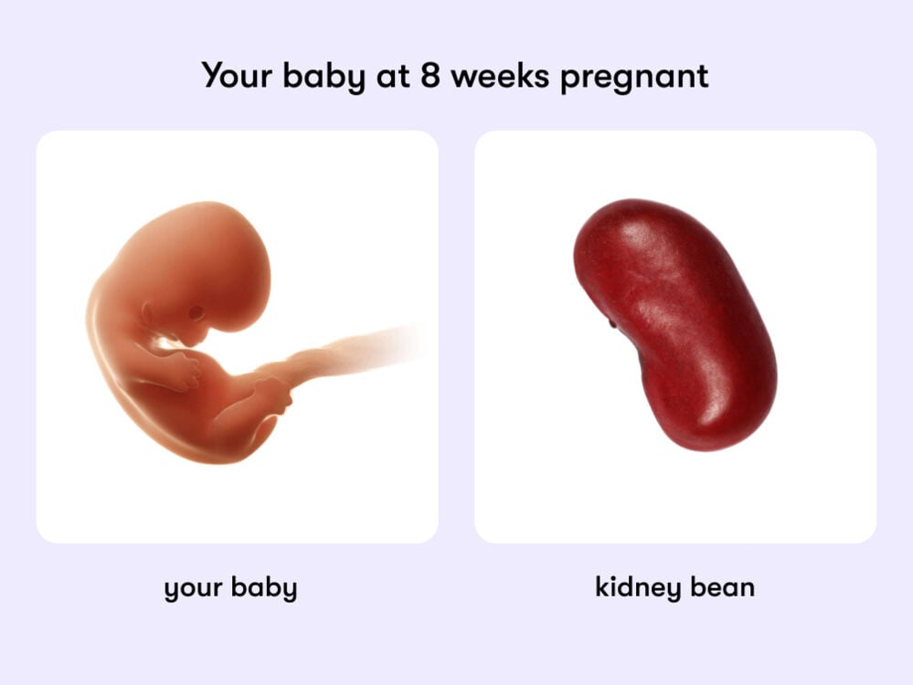 At 8 weeks, your baby is the size of a kidney bean At eight weeks of pregnancy, the baby is around 0.6 inches, the size of a kidney bean