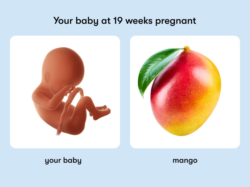 At 19 weeks, your baby is like a mango. At week 19 of pregnancy, the baby is around 24cm long, equivalent to the size of a mango