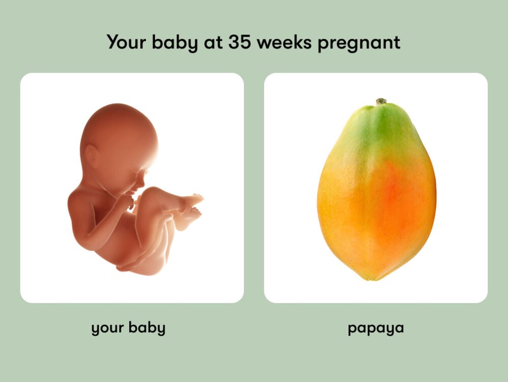 The size of a baby is equivalent to the size of a papaya at 35 weeks pregnant. At week 35 of pregnancy, the baby is around 46.3 cm long, equivalent to the size of a papaya