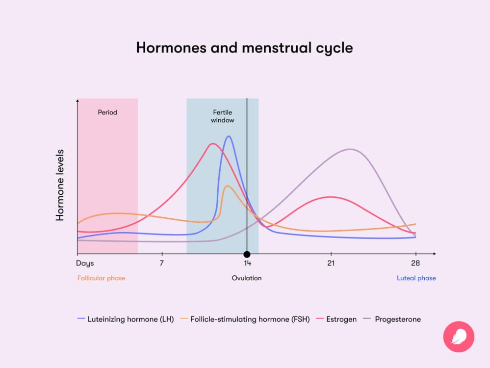 Hormones and menstrual cycle Hormones and the menstrual cycle: Different hormones control different parts of the menstrual cycle