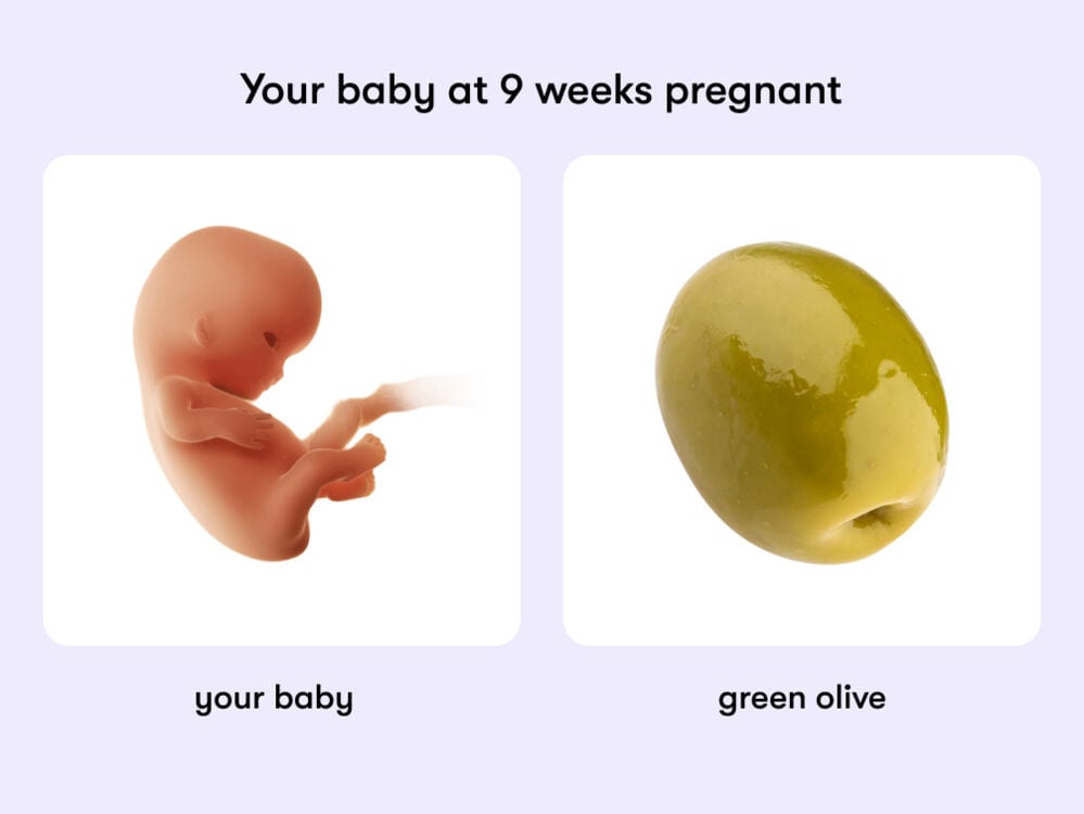 At 9 weeks, your baby is like a green olive.  9 weeks pregnant: Your guide to this week of your first trimester