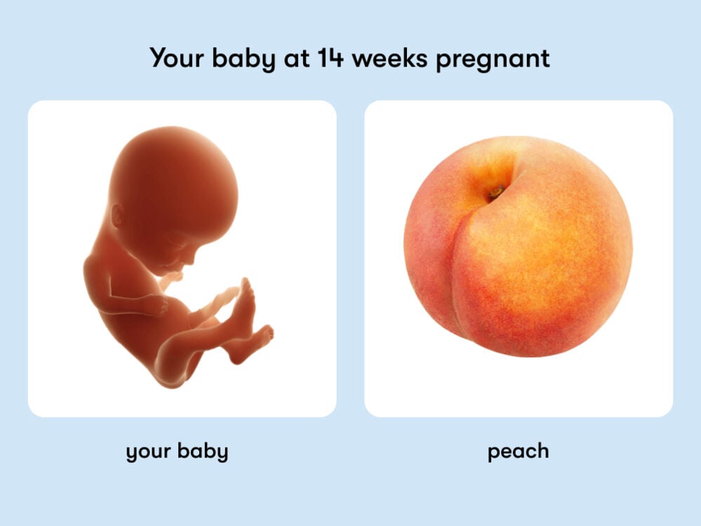 At 14 weeks pregnant, your baby is the size of a peach At week 14 of pregnancy, the baby is around 14.7cm long, equivalent to the size of a peach