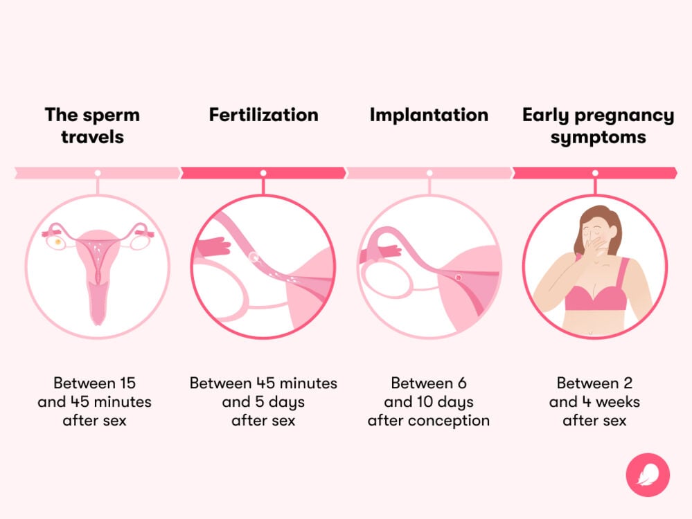 A timeline showing how long it takes to get pregnant after sex An infographic showing the timeline and stages of woman getting pregnant right after sex occurs