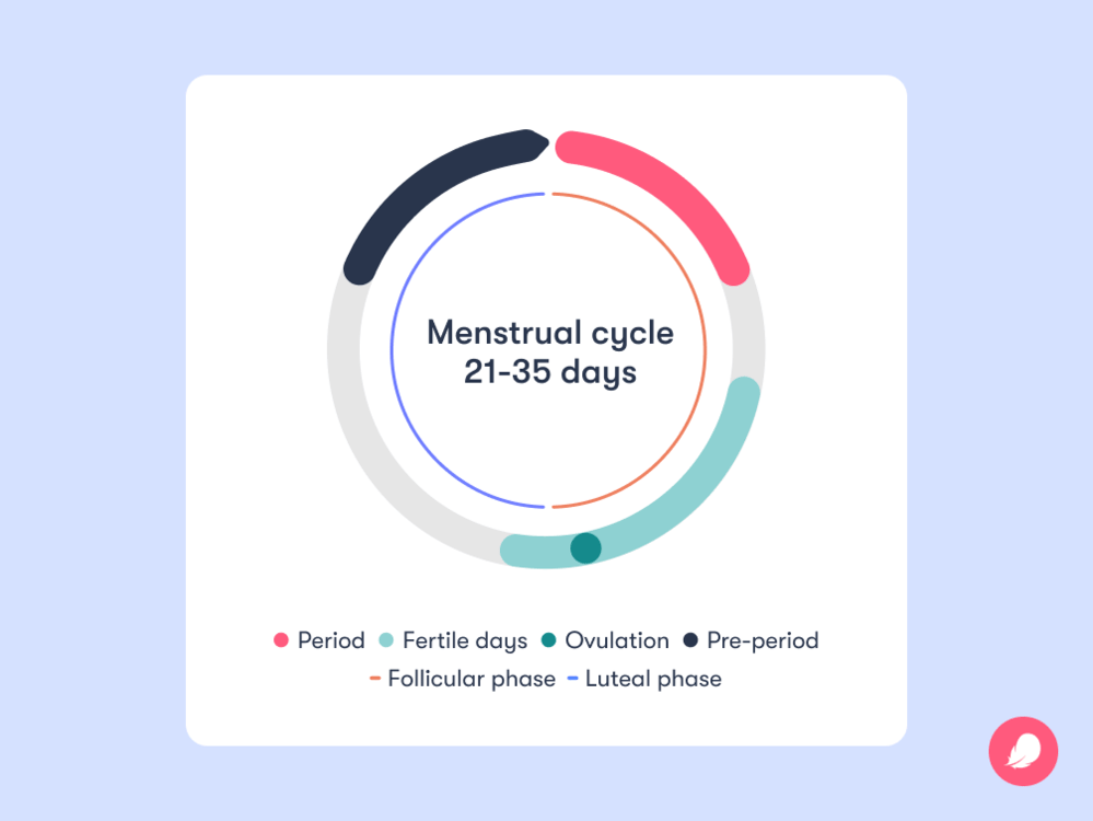 Single image Infograph of the 6 phases of the menstrual cycle