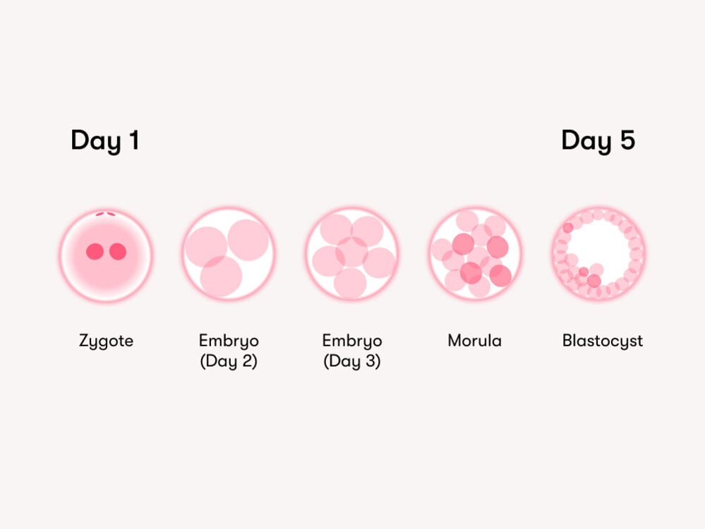 embryo development Embryos are typically frozen around 5 to 7 days after fertilization, once they've reached the blastocyst stage.