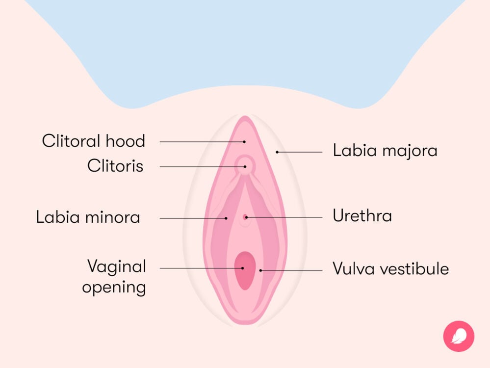 vulva diagram The vulva is the outer female sexual anatomy, consisting of two sets of lips (labia majora and labia minora), the clitoris, the clitoral hood, the urethral opening, and the vaginal opening.