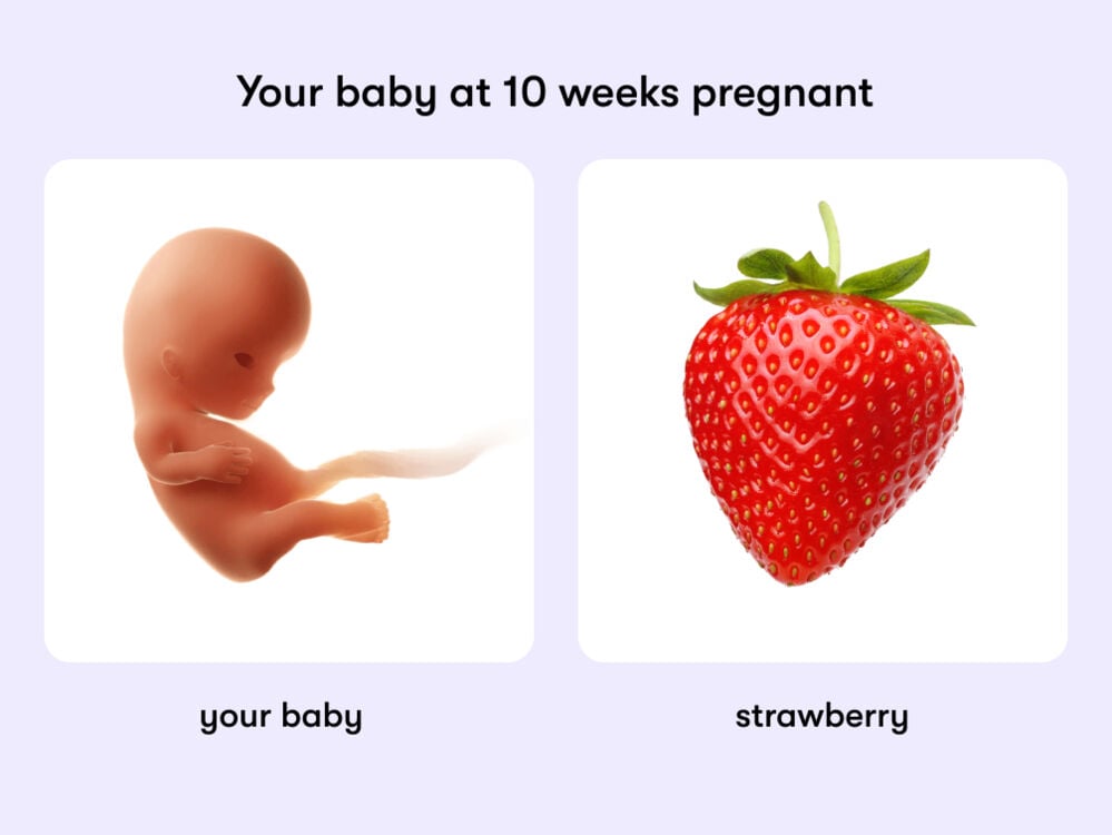 At 10 weeks, your baby is like a strawberry At week ten of pregnancy, your baby is around 3.2cm, equivalent to the size of a strawberry