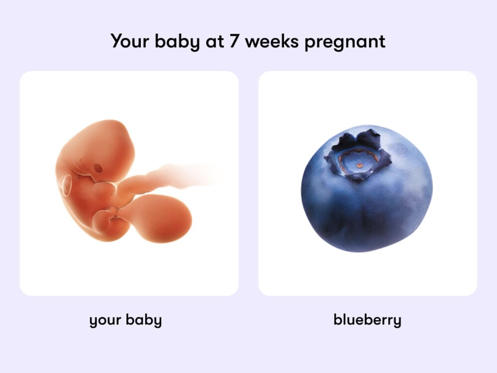 At 7 weeks pregnant, your baby is the size of a blueberry At week 7 of pregnancy, the baby is around 9.5 mm long, equivalent to the size of a blueberry