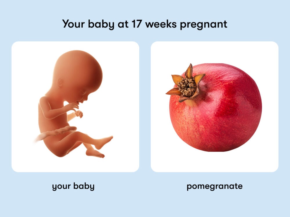 At 17 weeks, your baby is like a pomegranate. At week 17 of pregnancy, the baby is around 20.4cm long, equivalent to the size of a pomegranate
