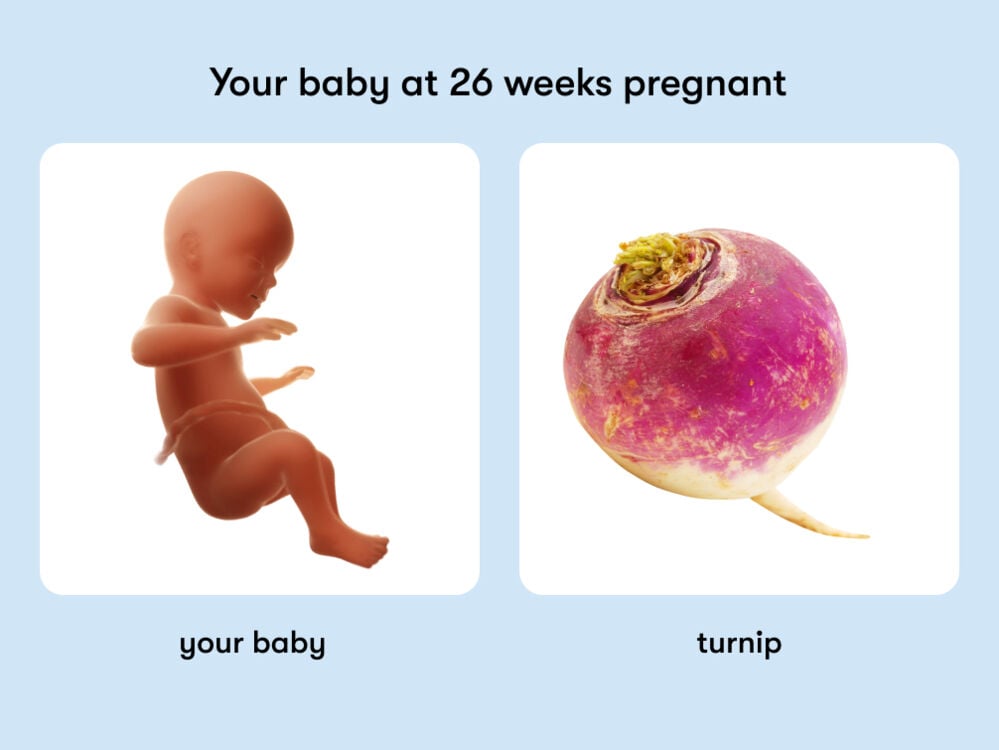 The size of a baby is equivalent to the size of a turnip at 26 weeks pregnant At week 26 of pregnancy, the baby is around 35.1 cm long, equivalent to the size of a turnip