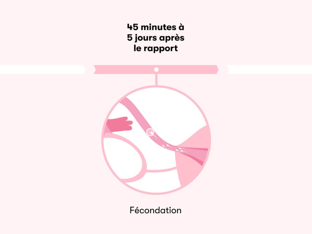 Temps nécessaire pour tomber enceinte après un rapport Temps nécessaire pour tomber enceinte après un rapport
